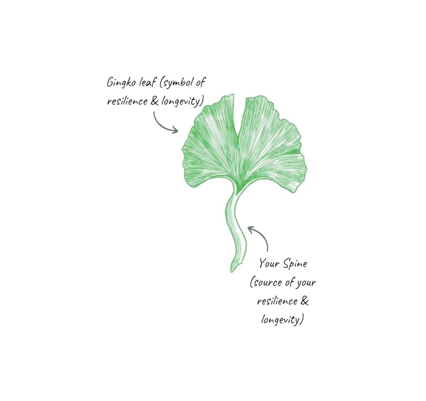 Explanation of the gingko leaf logo.