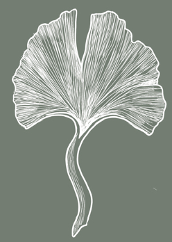 Life & Light Chiropractic leaf.